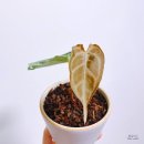 제네스호프
