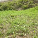 동강다슬기 이미지