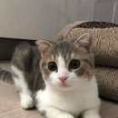 여기는 펫샵 이미지