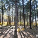 금강자동차써비스 | [경상북도 봉화군] 봉화 금강소나무림
