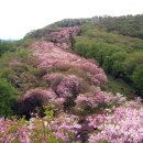 5월 정기산행 서리산 철쭉산행 공지 이미지