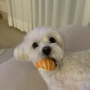 베베 애견유치원 이미지