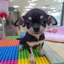 블루독 애견샵 이미지