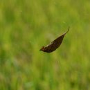 사화로-3 이미지