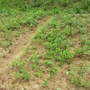 개나리목장 이미지