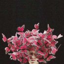 아름다운머리 이미지