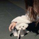 아리수손세차장 | [꾸준한 산책 교육 후기] 산책 못하는 강아지가 이제는 뛰어다녀요! 5개월 강아지 미니비숑 마요