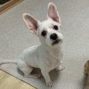 꽃길만 걷게 해줄'개' 이미지