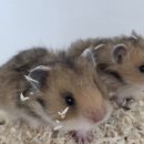 펫엔글라이더본점&로던트클럽 광주 이미지