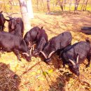 사방염소농장 이미지