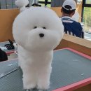 여리네멍멍묭실 네이버블로그