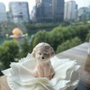 러반로제 레스토랑 | 잠실 석촌호수가 보이는 분위기 좋은 레스토랑 러반로제