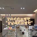 강남동물병원 | 반려견, 반려묘 치과전문 병원 -강남예치과동물병원 후기 / 강아지 파절이 발치, 잇몸치료