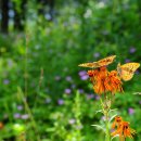 나비사랑 이미지