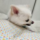 굿모닝24시동물병원 이미지