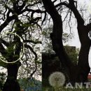 청안동물병원 | [단독]괴산 청안면, 소원 들어주는 두꺼비바위 화제 //일명 달마바위, 뚜껑바위 및 수령 600년 넘은...