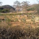 소나무공원 이미지