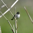 외연도의 연노랑눈썹솔새(Hume's Leaf Warbler) 이미지