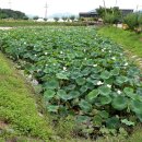 방축소류지 이미지