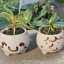 뉴천리향 이미지