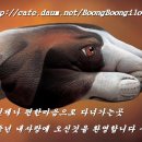 Re:▶ 사과꿈 [태몽꿈의 상징적인 의미 이미지