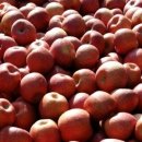 남산농장 이미지