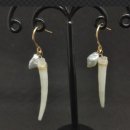 연체동물 - 굴족綱 - 뿔조개目 - 뿔조개科 - 여덟모뿔조개 이미지