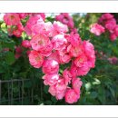 장미원입구 이미지