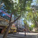 명일구주이배
