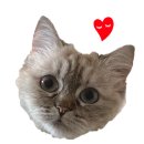 부원약국 이미지