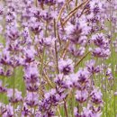 햇살농원 애견 이미지