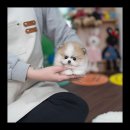 유앤미펫 강아지분양 고양이분양 위례점 이미지