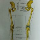 다리뼈 근육 명칭입니다 이미지