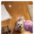 아진동물병원 네이버블로그