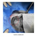 범PC | 평택 고양이 병원 고양이 이물섭취 이물제거 수술 후기 장절개술