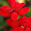동녘전기 | 시조(時調) : 조선 후기 《문신 이정보》 「文臣 李鼎輔」 : 국화(菊花)야 너는 어이