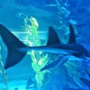 아쿠아리움 이미지