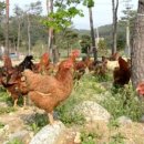 노아농장 이미지