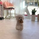 부티뽀샤 이미지