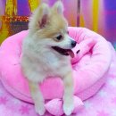 퍼피 투게더 이미지