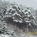 둔내통나무집 이미지