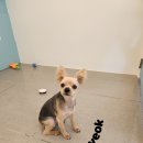 복실애견 이미지