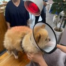 허리사랑병원 | 한양한방동물병원 슬개골탈구, 허리디스크 침치료 가격 / 찐후기