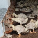 대화오리농장 이미지