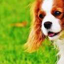 나의 강아지에게 이미지