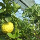 가온농장 이미지