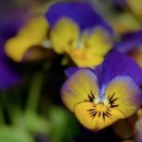 서울엠플란트치과의원 이미지