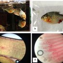 피라냐 Pygocentrus nattereri 의 Megalocytivirus 이미지