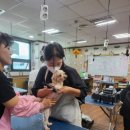 강아지 미용 이미지