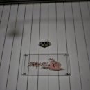 젤루느린달팽이 이미지